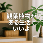 観葉植物 パキラ