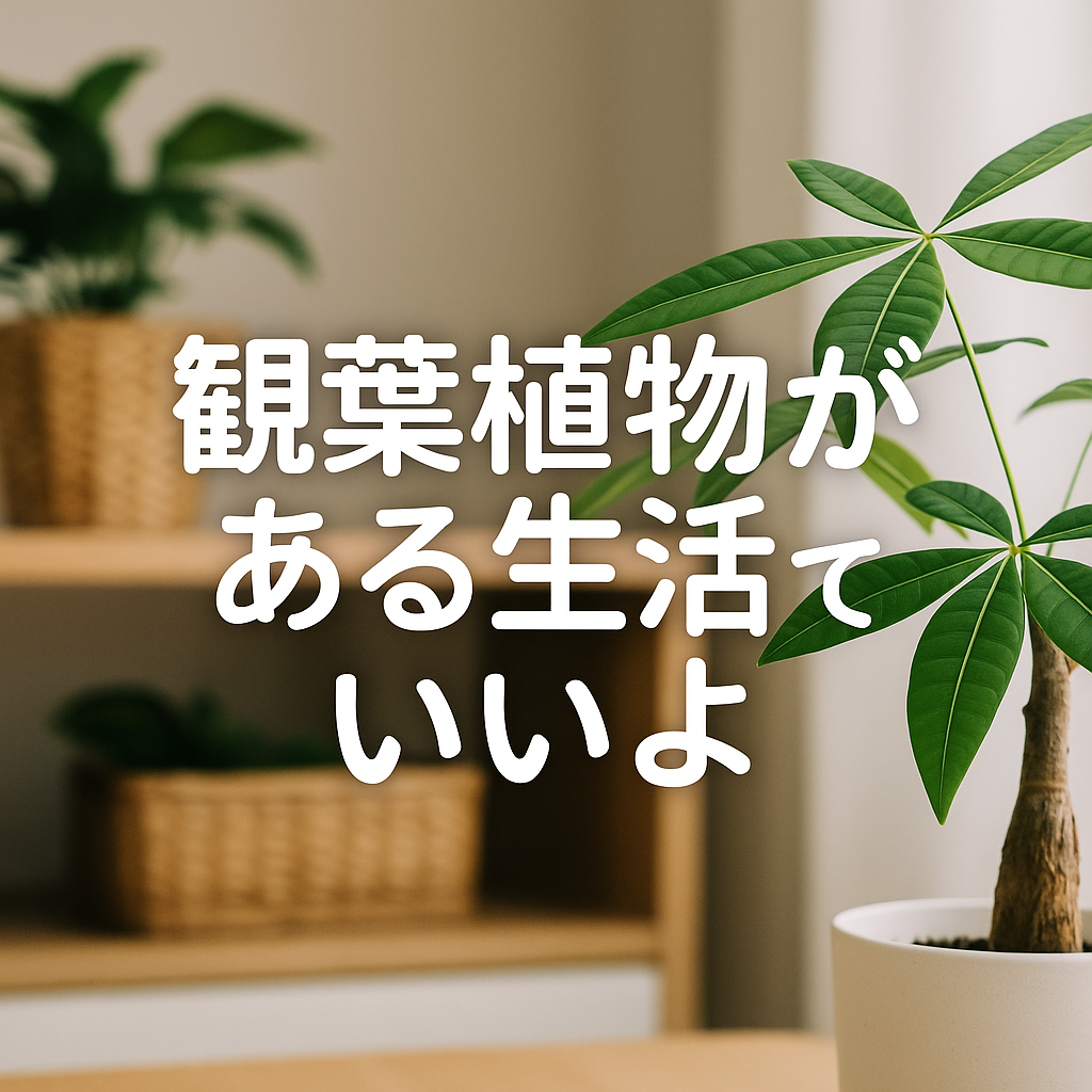 観葉植物 パキラ